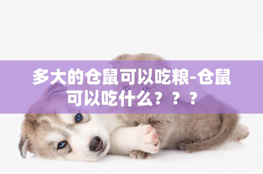 多大的倉鼠可以吃糧-倉鼠可以吃什么？？？