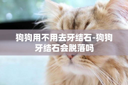 狗狗用不用去牙結石-狗狗牙結石會脫落嗎