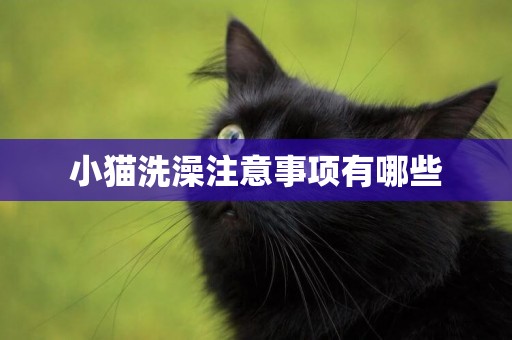小貓洗澡注意事項有哪些