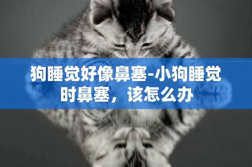 狗睡覺好像鼻塞-小狗睡覺時鼻塞，該怎么辦