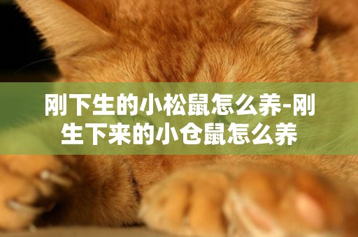 剛下生的小松鼠怎么養-剛生下來的小倉鼠怎么養