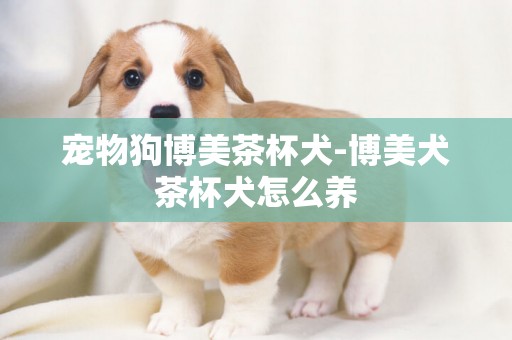 寵物狗博美茶杯犬-博美犬茶杯犬怎么養