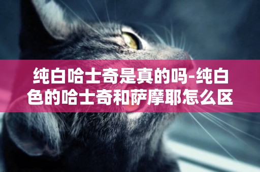 純白哈士奇是真的嗎-純白色的哈士奇和薩摩耶怎么區分