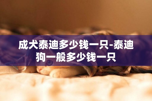 成犬泰迪多少錢一只-泰迪狗一般多少錢一只