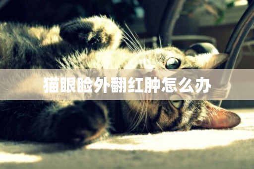 貓眼瞼外翻紅腫怎么辦