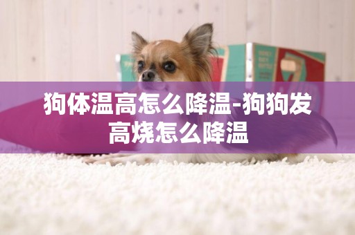 狗體溫高怎么降溫-狗狗發高燒怎么降溫