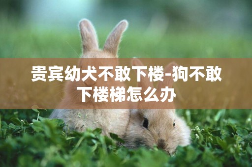 貴賓幼犬不敢下樓-狗不敢下樓梯怎么辦