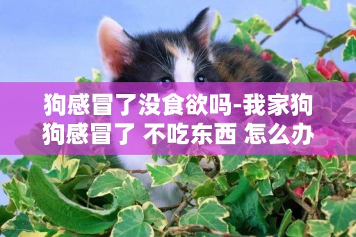 狗感冒了沒食欲嗎-我家狗狗感冒了 不吃東西 怎么辦