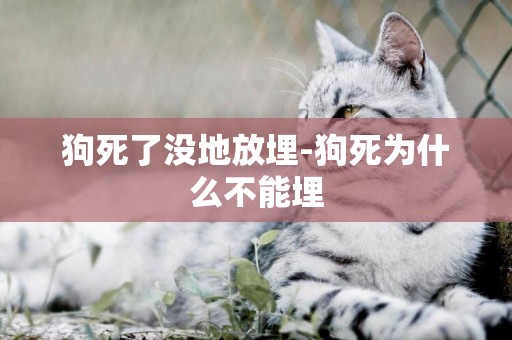狗死了沒地放埋-狗死為什么不能埋