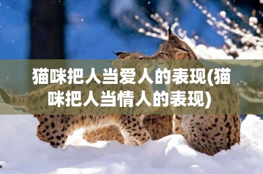 貓咪把人當愛人的表現(貓咪把人當情人的表現) 