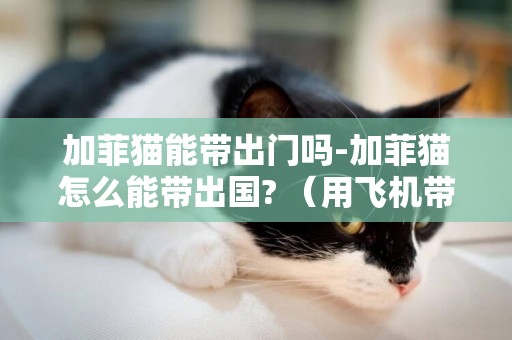 加菲貓能帶出門嗎-加菲貓怎么能帶出國? （用飛機帶）