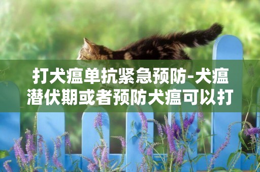 打犬瘟單抗緊急預防-犬瘟潛伏期或者預防犬瘟可以打單抗嗎