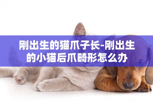 剛出生的貓爪子長-剛出生的小貓后爪畸形怎么辦