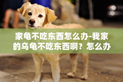 家龜不吃東西怎么辦-我家的烏龜不吃東西啊？怎么辦？