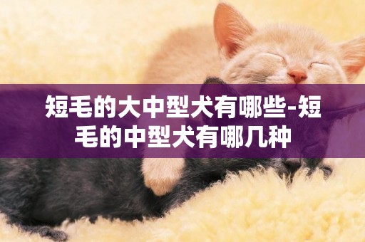 短毛的大中型犬有哪些-短毛的中型犬有哪幾種