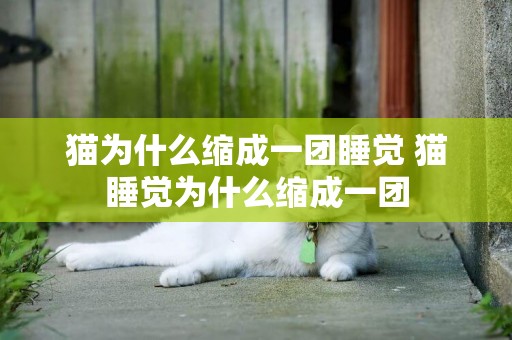 貓為什么縮成一團睡覺 貓睡覺為什么縮成一團