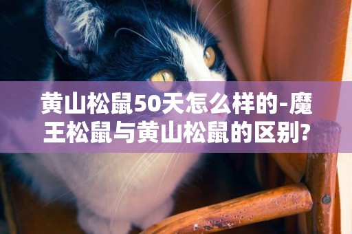 黃山松鼠50天怎么樣的-魔王松鼠與黃山松鼠的區別?
