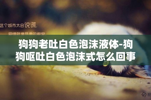 狗狗老吐白色泡沫液體-狗狗嘔吐白色泡沫式怎么回事