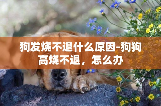 狗發燒不退什么原因-狗狗高燒不退，怎么辦