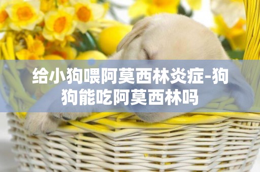 給小狗喂阿莫西林炎癥-狗狗能吃阿莫西林嗎