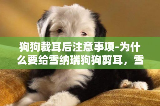 狗狗裁耳后注意事項-為什么要給雪納瑞狗狗剪耳，雪納瑞犬剪耳的注意事項