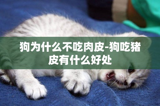狗為什么不吃肉皮-狗吃豬皮有什么好處