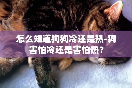 怎么知道狗狗冷還是熱-狗害怕冷還是害怕熱？