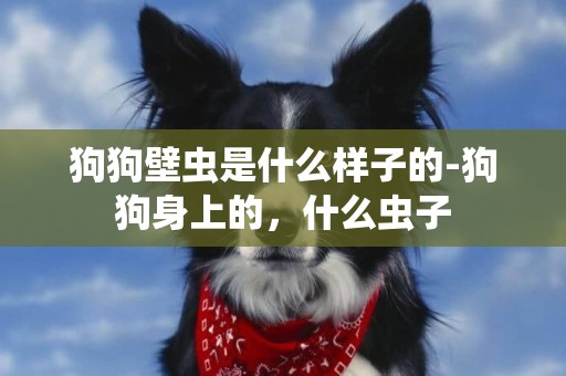 狗狗壁蟲是什么樣子的-狗狗身上的，什么蟲子