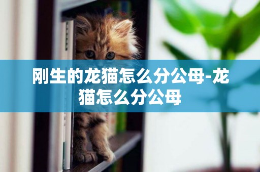 剛生的龍貓怎么分公母-龍貓怎么分公母