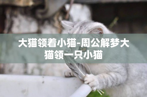 大貓領著小貓-周公解夢大貓領一只小貓