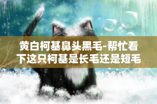 黃白柯基鼻頭黑毛-幫忙看下這只柯基是長毛還是短毛，臉上黑毛會褪嗎
