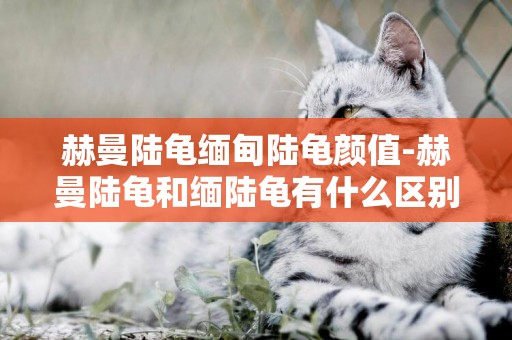 赫曼陸龜緬甸陸龜顏值-赫曼陸龜和緬陸龜有什么區別嗎