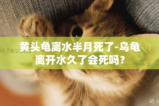 黃頭龜離水半月死了-烏龜離開水久了會死嗎？
