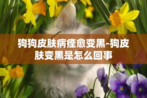 狗狗皮膚病痊愈變黑-狗皮膚變黑是怎么回事