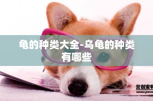 龜的種類大全-烏龜的種類有哪些