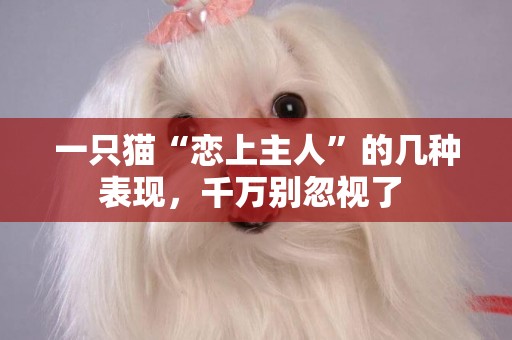 一只貓“戀上主人”的幾種表現，千萬別忽視了 