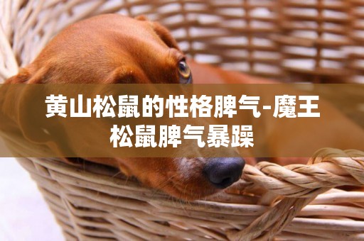 黃山松鼠的性格脾氣-魔王松鼠脾氣暴躁