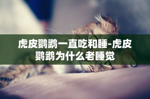 虎皮鸚鵡一直吃和睡-虎皮鸚鵡為什么老睡覺