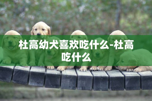 杜高幼犬喜歡吃什么-杜高吃什么