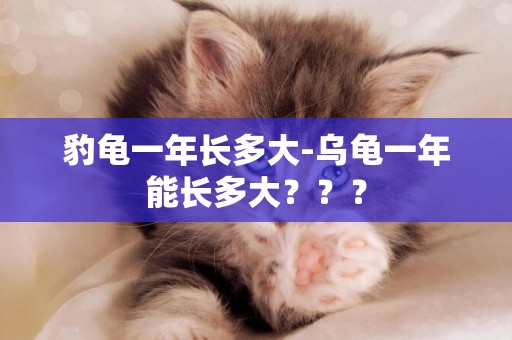 豹龜一年長多大-烏龜一年能長多大？？？