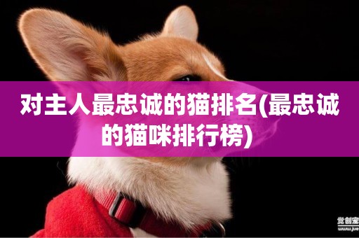 對主人最忠誠的貓排名(最忠誠的貓咪排行榜) 