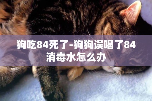 狗吃84死了-狗狗誤喝了84消毒水怎么辦