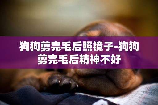 狗狗剪完毛后照鏡子-狗狗剪完毛后精神不好