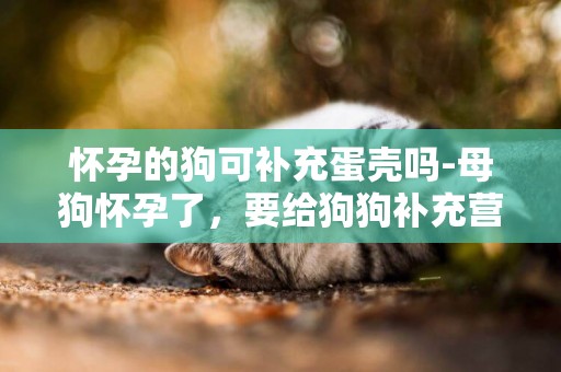 懷孕的狗可補充蛋殼嗎-母狗懷孕了，要給狗狗補充營養嗎
