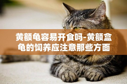 黃額龜容易開食嗎-黃額盒龜的飼養應注意那些方面