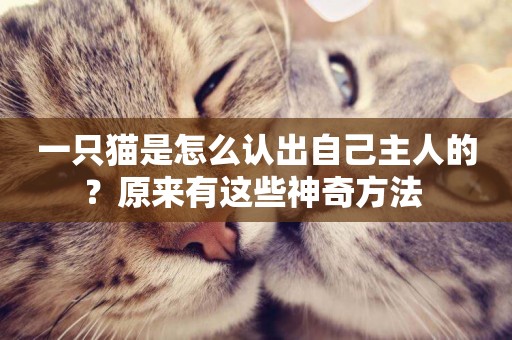 一只貓是怎么認出自己主人的？原來有這些神奇方法 