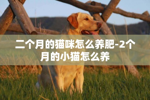 二個月的貓咪怎么養肥-2個月的小貓怎么養