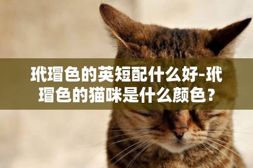 玳瑁色的英短配什么好-玳瑁色的貓咪是什么顏色？
