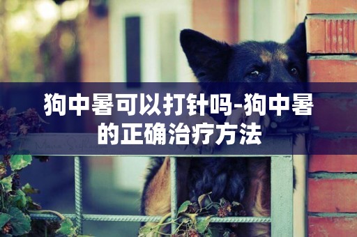 狗中暑可以打針嗎-狗中暑的正確治療方法