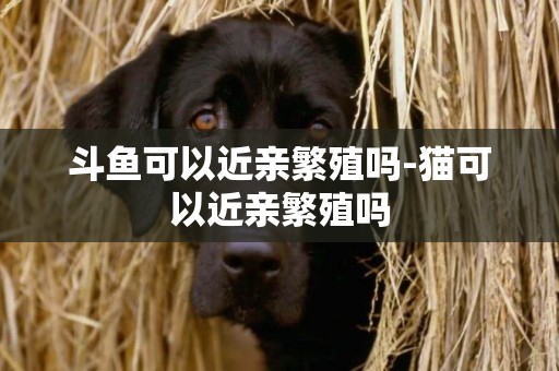 斗魚可以近親繁殖嗎-貓可以近親繁殖嗎